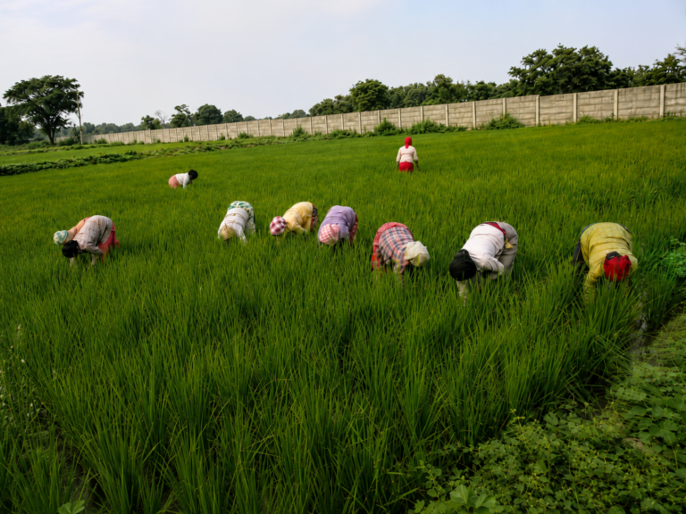 Gallery agri7