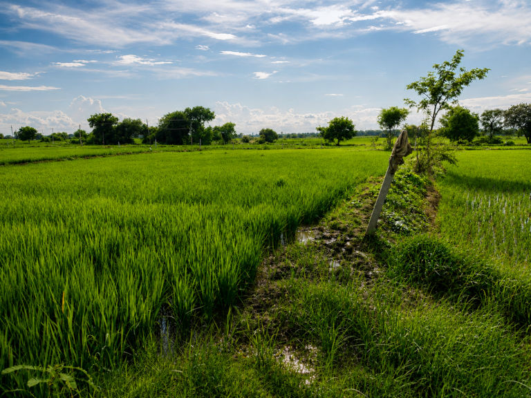 Gallery agri8